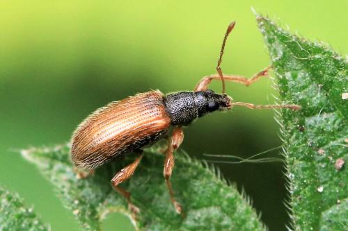 Réf. 249 898 : Phyllobius oblongus